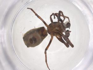  ( - CBG-B15822-H03)  @11 [ ] CreativeCommons - Attribution Share - Alike (2025) Centre for Biodiversity Genomics Centre for Biodiversity Genomics