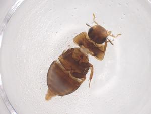  (Phanaeus lecourti - CBG-B15835-G09)  @11 [ ] CreativeCommons - Attribution Share - Alike (2025) Centre for Biodiversity Genomics Centre for Biodiversity Genomics