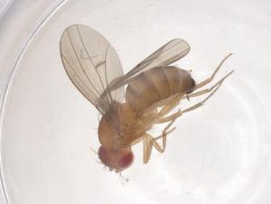  (Drosophila bocainensis - CBG-B15835-H02)  @11 [ ] CreativeCommons - Attribution Share - Alike (2025) Centre for Biodiversity Genomics Centre for Biodiversity Genomics