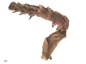  ( - CBG-B15990-H11)  @11 [ ] CreativeCommons - Attribution Share - Alike (2025) CBG Photography Group Centre for Biodiversity Genomics