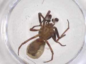  ( - CBG-B16018-E09)  @11 [ ] CreativeCommons - Attribution Share - Alike (2025) Centre for Biodiversity Genomics Centre for Biodiversity Genomics