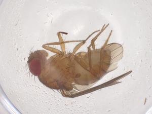  (Drosophila bifilum - CBG-B16018-E11)  @11 [ ] CreativeCommons - Attribution Share - Alike (2025) Centre for Biodiversity Genomics Centre for Biodiversity Genomics