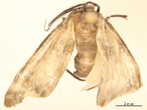  ( - CBG-B16037-F07)  @11 [ ] CreativeCommons - Attribution Share - Alike (2025) CBG Photography Group Centre for Biodiversity Genomics