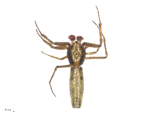  (Micrathena shealsi - CBG-B16039-H10)  @11 [ ] CreativeCommons - Attribution Share - Alike (2025) CBG Photography Group Centre for Biodiversity Genomics