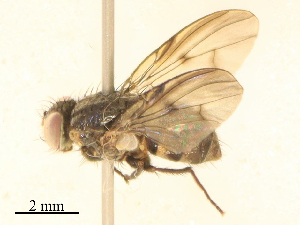  ( - CBG-B16143-G02)  @11 [ ] CreativeCommons - Attribution Share - Alike (2025) CBG Photography Group Centre for Biodiversity Genomics