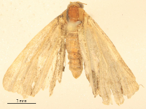  ( - CBG-B16149-E10)  @11 [ ] CreativeCommons - Attribution Share - Alike (2025) CBG Photography Group Centre for Biodiversity Genomics