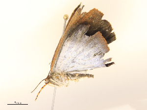  ( - CBG-B16151-D04)  @11 [ ] CreativeCommons - Attribution Share - Alike (2025) CBG Photography Group Centre for Biodiversity Genomics