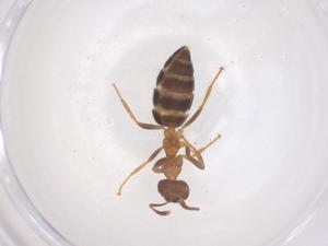  ( - CBG-B16382-F10)  @11 [ ] CreativeCommons - Attribution Share - Alike (2025) Centre for Biodiversity Genomics Centre for Biodiversity Genomics