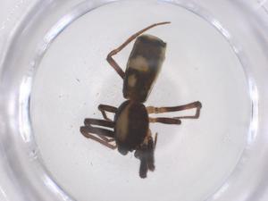  ( - CBG-B16383-G08)  @11 [ ] CreativeCommons - Attribution Share - Alike (2025) Centre for Biodiversity Genomics Centre for Biodiversity Genomics