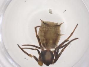  ( - CBG-B16404-A04)  @11 [ ] CreativeCommons - Attribution Share - Alike (2025) Centre for Biodiversity Genomics Centre for Biodiversity Genomics