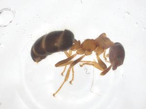  ( - CBG-B16405-E01)  @11 [ ] CreativeCommons - Attribution Share - Alike (2025) Centre for Biodiversity Genomics Centre for Biodiversity Genomics