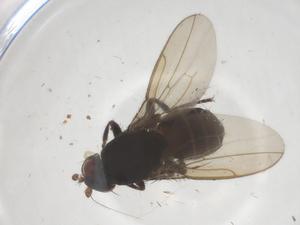  (Sclerocoelus azulensis - CBG-B16455-G03)  @11 [ ] CreativeCommons - Attribution Share - Alike (2025) Centre for Biodiversity Genomics Centre for Biodiversity Genomics