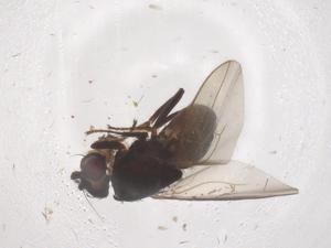  (Sclerocoelus nebulosus - CBG-B16456-F06)  @11 [ ] CreativeCommons - Attribution Share - Alike (2025) Centre for Biodiversity Genomics Centre for Biodiversity Genomics