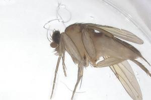  ( - CBG-B16512-E01)  @11 [ ] CreativeCommons - Attribution Share - Alike (2025) Centre for Biodiversity Genomics Centre for Biodiversity Genomics