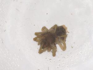  ( - CBG-B16616-B10)  @11 [ ] CreativeCommons - Attribution Share - Alike (2025) Centre for Biodiversity Genomics Centre for Biodiversity Genomics