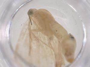  ( - CBG-B16634-D09)  @11 [ ] CreativeCommons - Attribution Share - Alike (2025) Centre for Biodiversity Genomics Centre for Biodiversity Genomics