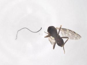  ( - CBG-B17529-A09)  @11 [ ] CreativeCommons - Attribution Share - Alike (2025) Centre for Biodiversity Genomics Centre for Biodiversity Genomics