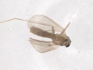  ( - CBG-B17529-G10)  @11 [ ] CreativeCommons - Attribution Share - Alike (2025) Centre for Biodiversity Genomics Centre for Biodiversity Genomics