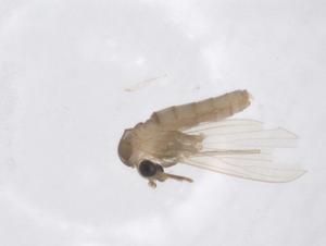  ( - CBG-B17530-A03)  @11 [ ] CreativeCommons - Attribution Share - Alike (2025) Centre for Biodiversity Genomics Centre for Biodiversity Genomics