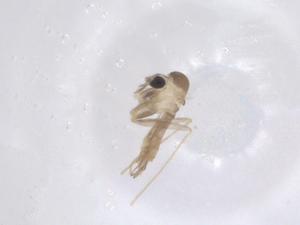  ( - CBG-B17530-E10)  @11 [ ] CreativeCommons - Attribution Share - Alike (2025) Centre for Biodiversity Genomics Centre for Biodiversity Genomics