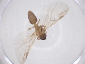  ( - CBG-B17530-F11)  @11 [ ] CreativeCommons - Attribution Share - Alike (2025) Centre for Biodiversity Genomics Centre for Biodiversity Genomics