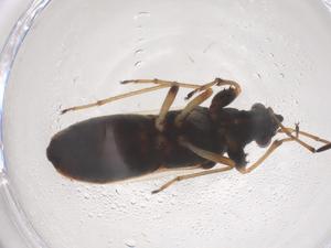  ( - CBG-B17638-D12)  @11 [ ] CreativeCommons - Attribution Share - Alike (2025) Centre for Biodiversity Genomics Centre for Biodiversity Genomics