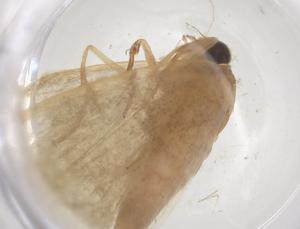  ( - CBG-B17640-C12)  @11 [ ] CreativeCommons - Attribution Share - Alike (2025) Centre for Biodiversity Genomics Centre for Biodiversity Genomics