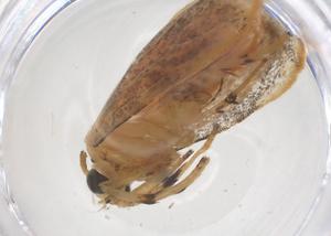  ( - CBG-B17640-G12)  @11 [ ] CreativeCommons - Attribution Share - Alike (2025) Centre for Biodiversity Genomics Centre for Biodiversity Genomics