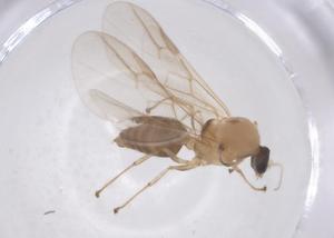  ( - CBG-B17642-F09)  @11 [ ] CreativeCommons - Attribution Share - Alike (2025) Centre for Biodiversity Genomics Centre for Biodiversity Genomics