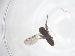  ( - CBG-B18132-H08)  @11 [ ] CreativeCommons - Attribution Share - Alike (2025) Centre for Biodiversity Genomics Centre for Biodiversity Genomics