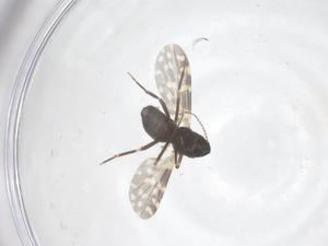  ( - CBG-B18132-H09)  @11 [ ] CreativeCommons - Attribution Share - Alike (2025) Centre for Biodiversity Genomics Centre for Biodiversity Genomics