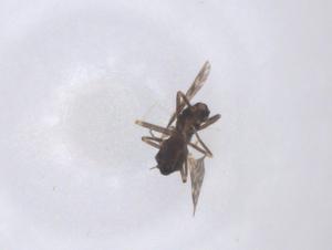  ( - CBG-B18133-C10)  @11 [ ] CreativeCommons - Attribution Share - Alike (2025) Centre for Biodiversity Genomics Centre for Biodiversity Genomics