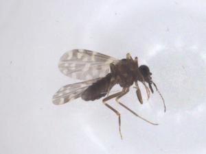  ( - CBG-B18133-F09)  @11 [ ] CreativeCommons - Attribution Share - Alike (2025) Centre for Biodiversity Genomics Centre for Biodiversity Genomics