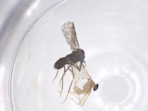  ( - CBG-B18133-H04)  @11 [ ] CreativeCommons - Attribution Share - Alike (2025) Centre for Biodiversity Genomics Centre for Biodiversity Genomics