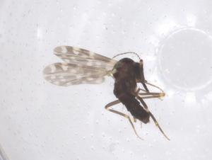  ( - CBG-B18133-H06)  @11 [ ] CreativeCommons - Attribution Share - Alike (2025) Centre for Biodiversity Genomics Centre for Biodiversity Genomics