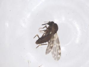  ( - CBG-B18133-H11)  @11 [ ] CreativeCommons - Attribution Share - Alike (2025) Centre for Biodiversity Genomics Centre for Biodiversity Genomics