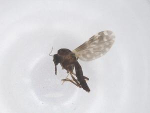  ( - CBG-B18134-C10)  @11 [ ] CreativeCommons - Attribution Share - Alike (2025) Centre for Biodiversity Genomics Centre for Biodiversity Genomics