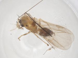  ( - CBG-B18143-A04)  @11 [ ] CreativeCommons - Attribution Share - Alike (2025) Centre for Biodiversity Genomics Centre for Biodiversity Genomics