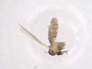  ( - CBG-B18148-E02)  @11 [ ] CreativeCommons - Attribution Share - Alike (2025) Centre for Biodiversity Genomics Centre for Biodiversity Genomics