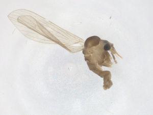  ( - CBG-B18242-A11)  @11 [ ] CreativeCommons - Attribution Share - Alike (2025) Centre for Biodiversity Genomics Centre for Biodiversity Genomics