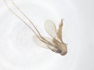  ( - CBG-B18246-A09)  @11 [ ] CreativeCommons - Attribution Share - Alike (2025) Centre for Biodiversity Genomics Centre for Biodiversity Genomics