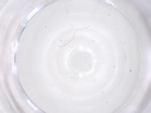  ( - CBG-B18348-A03)  @11 [ ] CreativeCommons - Attribution Share - Alike (2025) Centre for Biodiversity Genomics Centre for Biodiversity Genomics