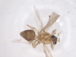  ( - CBG-B18357-C10)  @11 [ ] CreativeCommons - Attribution Share - Alike (2025) Centre for Biodiversity Genomics Centre for Biodiversity Genomics