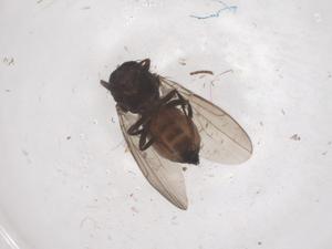  ( - CBG-B18367-B09)  @11 [ ] CreativeCommons - Attribution Share - Alike (2025) Centre for Biodiversity Genomics Centre for Biodiversity Genomics