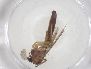  (Goeldichironomus - CBG-B18386-C11)  @11 [ ] CreativeCommons - Attribution Share - Alike (2025) Centre for Biodiversity Genomics Centre for Biodiversity Genomics