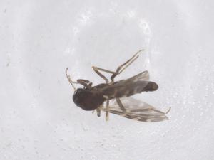  ( - CBG-B18388-D09)  @11 [ ] CreativeCommons - Attribution Share - Alike (2025) Centre for Biodiversity Genomics Centre for Biodiversity Genomics