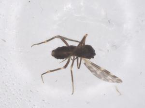  ( - CBG-B18388-G10)  @11 [ ] CreativeCommons - Attribution Share - Alike (2025) Centre for Biodiversity Genomics Centre for Biodiversity Genomics