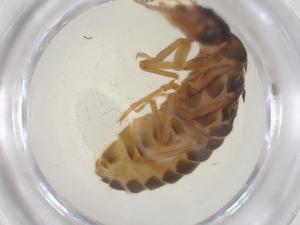  ( - CBG-B23840-E03)  @11 [ ] CreativeCommons - Attribution Share - Alike (2025) Centre for Biodiversity Genomics Centre for Biodiversity Genomics