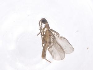  ( - CBG-B23952-B01)  @11 [ ] CreativeCommons - Attribution Share - Alike (2025) Centre for Biodiversity Genomics Centre for Biodiversity Genomics