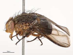  ( - CBG-B23992-D04)  @11 [ ] CreativeCommons - Attribution Share - Alike (2025) CBG Photography Group Centre for Biodiversity Genomics